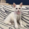 10月7日譲渡会参加 ミルク兄妹 パンナちゃん サムネイル2