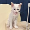 10月7日譲渡会参加 ミルク兄妹 パンナちゃん サムネイル4