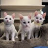 10月7日譲渡会参加 ミルク兄妹 パンナちゃん サムネイル7