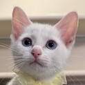 牧場生まれのミルク兄妹 リコッタちゃん
