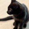 とんでもない可愛さの、むっくん サムネイル3