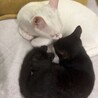 とんでもない可愛さの、むっくん サムネイル4
