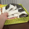 【10/11譲渡会】褐色目のキジ白キルアくん サムネイル5