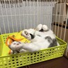 【10/11譲渡会】褐色目のキジ白キルアくん サムネイル7