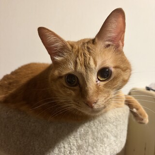 【急募】雑種 オス猫 6歳 避妊手術済 人懐っこい