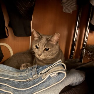 【急募】雑種 メス猫 4歳 避妊手術済 おしとやか