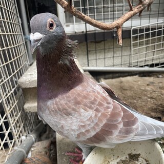 鳩さん