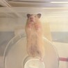 あっかりん。