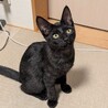 人懐こくて抱っこも大好きな甘えん坊アコ君