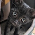人懐こくて抱っこも大好きな甘えん坊アコ君