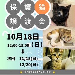 ねこのWa猫譲渡会