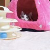 【10/11譲渡会】ピンク鼻の可憐な女の子 サムネイル4