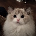 応募者多数の為募集を締め切らせて頂きます