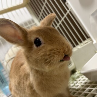 ライオンうさぎの里親様募集