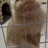 ライオンうさぎの里親様募集 サムネイル2