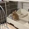 ライオンうさぎの里親様募集 サムネイル3