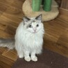 穏やかで甘えん坊なラグドール　オス　4歳 サムネイル2