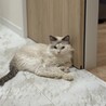 穏やかで甘えん坊なラグドール　オス　4歳 サムネイル3