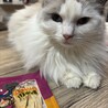 穏やかで甘えん坊なラグドール　オス　4歳 サムネイル4
