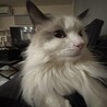 穏やかで甘えん坊なラグドール　オス　4歳 サムネイル5