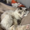 穏やかで甘えん坊なラグドール　オス　4歳 サムネイル6