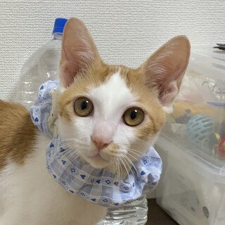 爽　一番お兄さん　元気いっぱい食欲旺盛な茶白の雄