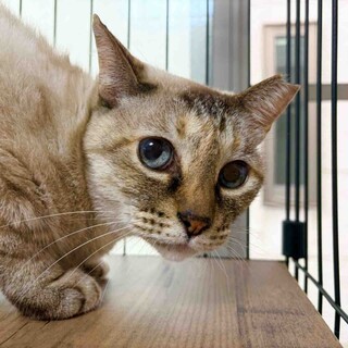 ツンデレなお喋りさん♡コローちゃん