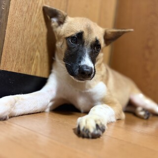 おはぎくん