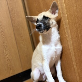 だんごくん