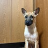もなかくん サムネイル2