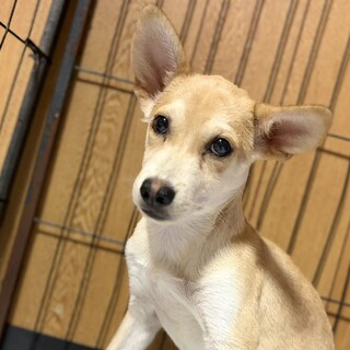おもちくん