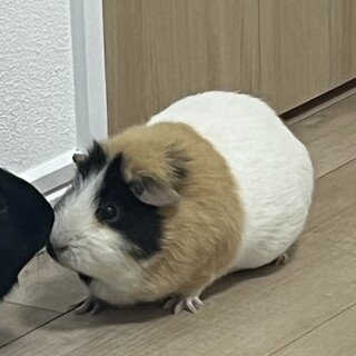 モルモット︎︎ 3歳