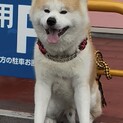 12月20日迄延長しました。秋田犬男の子　室内飼い