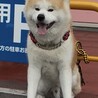 12月20日迄延長しました。秋田犬男の子　室内飼い