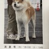 12月20日迄延長しました。秋田犬男の子　室内飼い