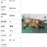 温かいおうちの子になれますように サムネイル7