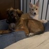 ◆譲渡会参加◆可愛い野犬姫ひまわりちゃん
