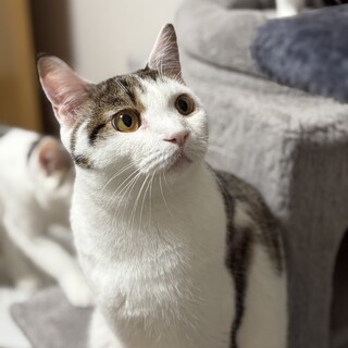 大きな甘えんぼ！たくさん遊びたい☆サクレ君