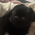 ミックス犬(ペキニーズ×パグ)女の子