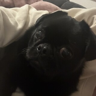 ミックス犬(ペキニーズ×パグ)女の子