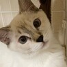 スノーちゃん サムネイル3