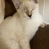 スノーちゃん サムネイル5