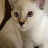 スノーちゃん サムネイル6