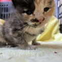 生後2週間♡ゴロゴロ甘えんぼ子猫の里親さん募集