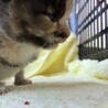 生後2週間♡ゴロゴロ甘えんぼ子猫の里親さん募集 サムネイル2