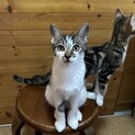超〜甘えんぼさん おっとり3兄妹の末っ子♡ことは