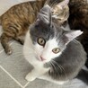 可愛いふわふわ中毛ショートくん⭐︎ サムネイル4