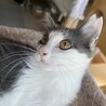 可愛いふわふわ中毛ショートくん⭐︎ サムネイル7