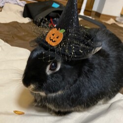 かわいいオレオさん