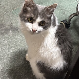 猫里親さん募集